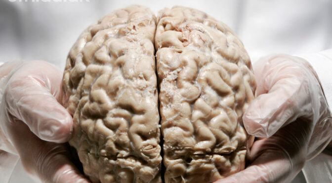 24/10 2023: Naturvidenskabeligt foredrag om hjernen