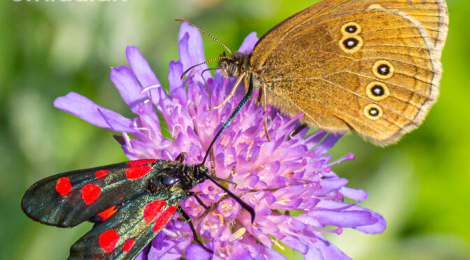 19/9 2023: Naturvidenskabeligt foredrag om insekter